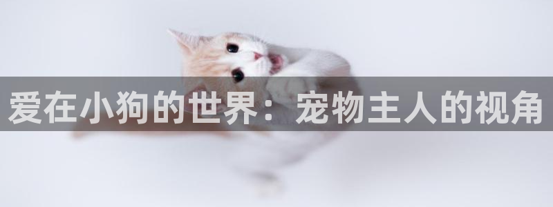 心糖：爱在小狗的世界：宠物主人的视角